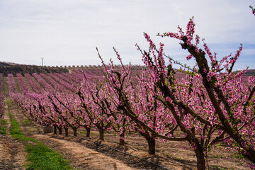 Vibrant Spring Scenery
