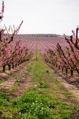 Vibrant Spring Scenery
