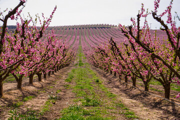 Vibrant Spring Scenery
