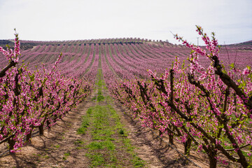 Vibrant Spring Scenery
