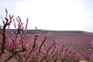 Vibrant Spring Scenery