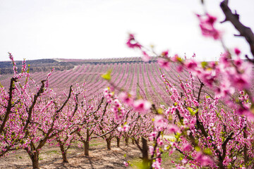 Vibrant Spring Scenery
