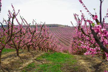 Vibrant Spring Scenery
