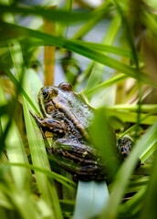 Frog in the grass