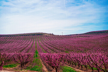 Vibrant Spring Scenery