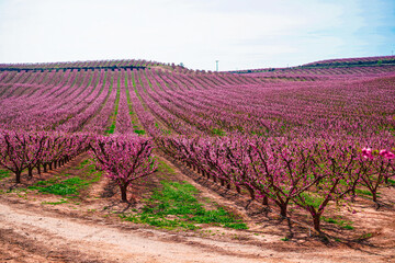 Vibrant Spring Scenery