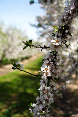 Vibrant Spring Scenery