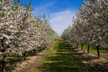 Vibrant Spring Scenery