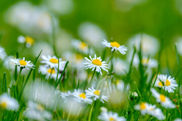 Daisies in a meadow