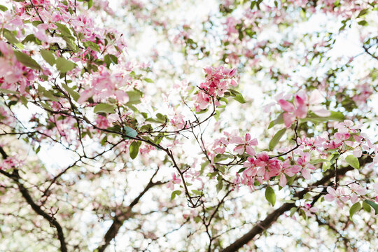 Branches of flowering apple trees in garden.