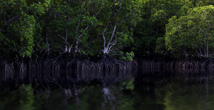 Myriad intertwining mangroves
