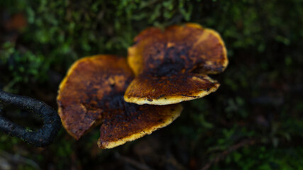 Hongos en bosque