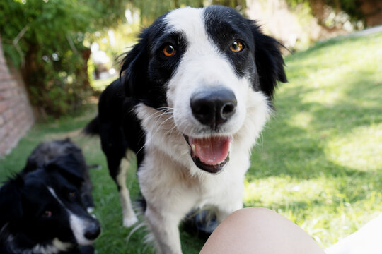 Black and white border collie