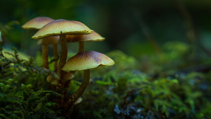 Hongos en bosque