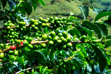 Fresh green coffee beans on a branch of a coffea, Jerico, Jericó, Antioquia, Colombia.