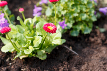 Big Red English Daisy also known as Bellis perennis in a garden