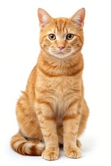 A cat with orange fur is sitting on a white background