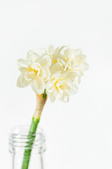 narcissus on the white background