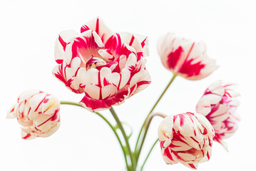 tulip on the white background