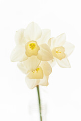 fresh narcissus on the whtie