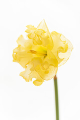 fresh narcissus on the whtie