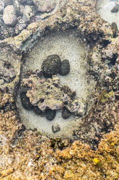 Abstract pattern of pebbles on the coral reef, 
 marine ecosystem