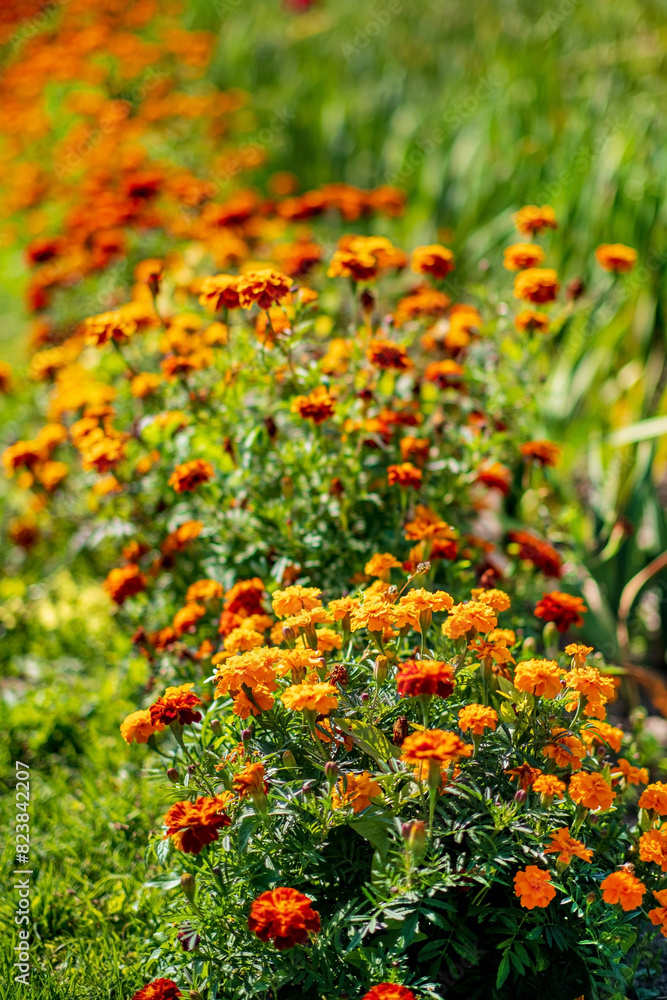 Poster beautiful orange marigold flowers in garden