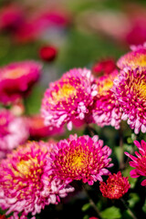 Fototapeta premium Chrysanthemum Blooming in The Garden
