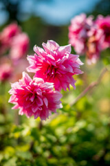 dahlia flowers in the garden