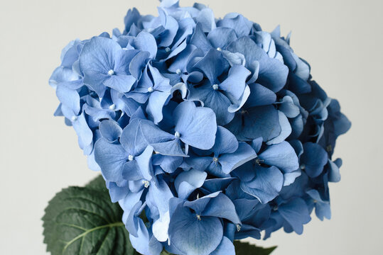 Big blue hydrangea flower 