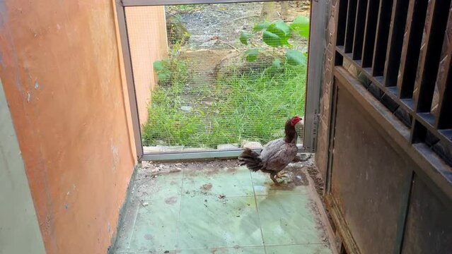 A hen is trapped behind a school toilet