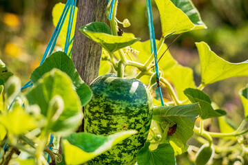 green bottle gourd in the garden