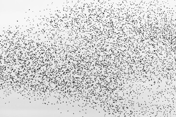 Black and white image of a mass of tiny birds in flight.