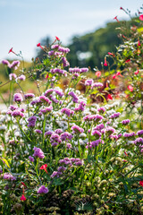Fototapeta premium summer garden