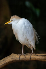 Passaro branco grande