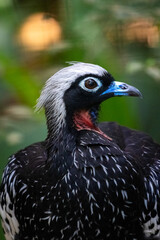 Pássaro preto com penacho branco