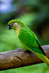 Periquito Verde