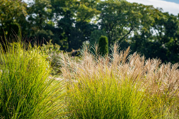 ornamental grasses in the garden