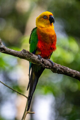 Periquito colorido puleiro madeira