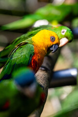 Diversos periquitos coloridos e verde