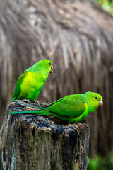 Periquito verde 