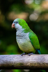 Periquito verde 
