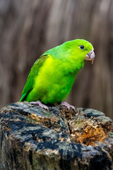 Periquito verde 