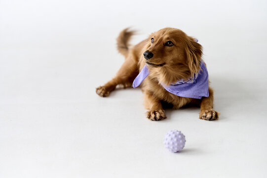 a cute dog playing with a ball