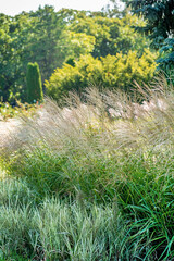 ornamental grasses in the garden