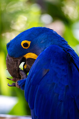 Arara azul comendo © Rayan