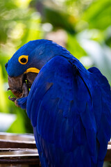 Arara azul comendo