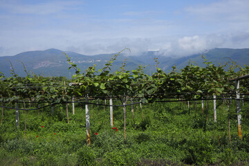 Wine growing with the Olympus National Park in the background, Greece