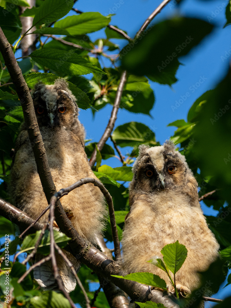 Wall mural two short eared owl chicks