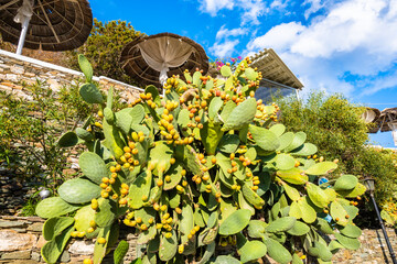 Cacti plants on path around Kastro village, Sifnos island, Greece
